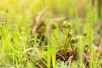 Spiral of young sprouts fern in spring in sunlight closeup