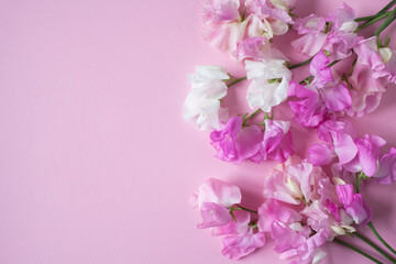 Fototapeta na wymiar Pink flowers sweet peas on pink paper for congratulations.