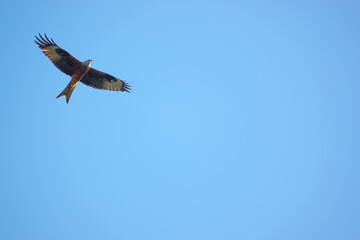 red kite soaring with open wings in a beautiful crisp blue winter UK sky