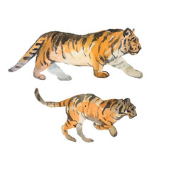 tiger isolated on white background