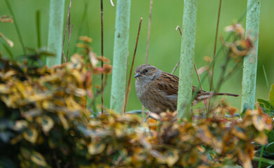 close up of a Dunnet hunting for food in the garden 