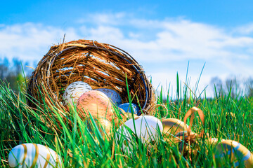 Easter eggs. Golden egg with yellow spring flowers in celebration basket on green grass background. Congratulatory easter design.