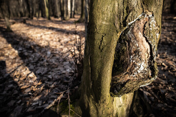 tree trunk in the forest