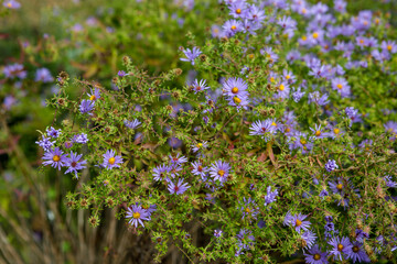 flowers in the field