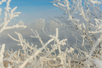 frost on the grass