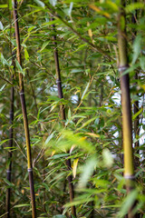 Bamboo Forest detail