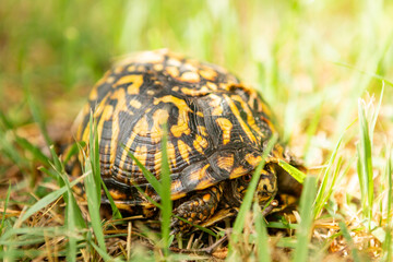 turtle on grass