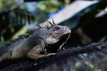 iguana in the zoo