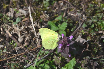 Zitronenfalter, Frühling