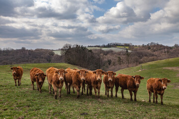 Fototapeta na wymiar Saint Sornin Lavolps (Corrèze, France) - Troupe de vaches limousine au champ