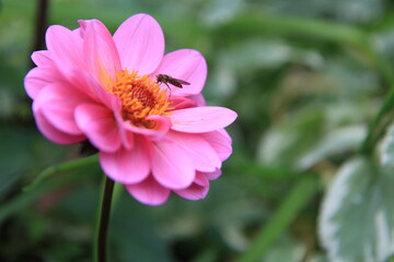 Obraz premium insecte fleur