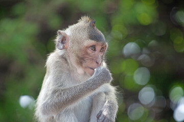 可愛いサル