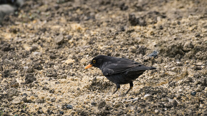 Common Blackbird, a tiny black bird with a yellow beak, walks in the field looking for food.