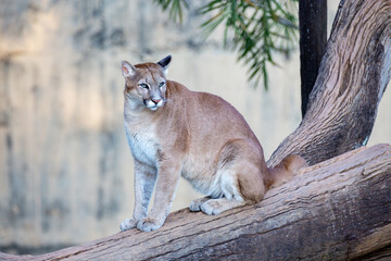 Cougar sitting on a tree trunk looking to the side