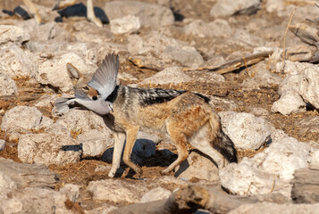 Africa Namibia , Etosha National Park ,Black backed Jackals chasing and catching  pigeons at a waterhole.