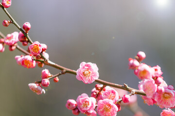 暗い森を背景に射し込む日射しを受けた紅梅の花