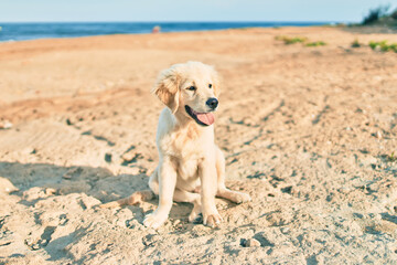Beautiful and cute golden retriever puppy dog having fun at the beach sitting on the golden sand. Lovely labrador purebred at the shore on summer © Krakenimages.com
