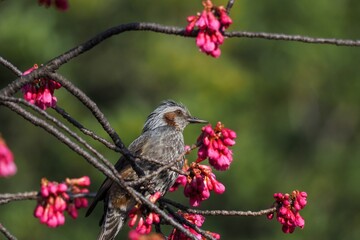 満開の寒緋桜の花に囲まれてくつろぐヒヨドリ