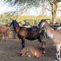 familia de cabras posando ante la camara