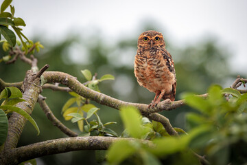 Beautiful owl in closeup on the bush branch with blurred background