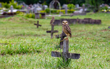 Burrowing Owl - Athene cunicularia - in the cemetery attentive taking care of its burrow and its young