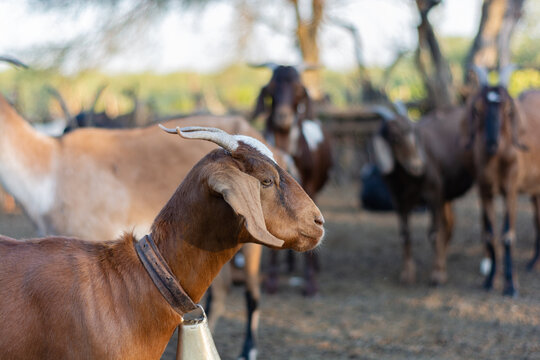 cabra de perfil mirando hacia otro lado en el campo