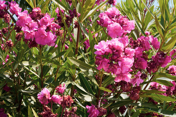 a lot of the lovely pink wild cutter little flowers background in a colorful garden in a summer day