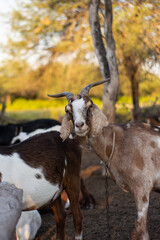 Cabra marron loca posando mirando a la camara