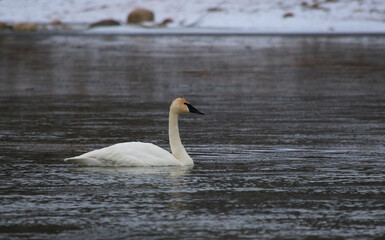 A Trumpeter Swan (Cygnus buccinator) swimming in the Grand River, in Cambridge, Ontario, Canada.