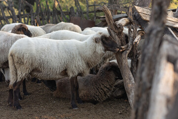 conjunto de cabras en corral de perfil