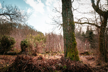 Thick tree trunk in front of an old woodland. Vegetation has grown back since the wood was cut down...