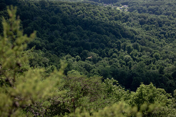 hawk flying in the mountains