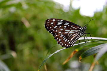 butterfly on a leaf