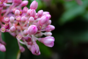 close up of pink flower