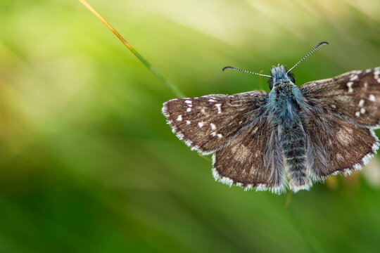 Top view of beautiful brown butterfly with white dots flying above the meadow. Close up and macro shoot of Rhopalocera