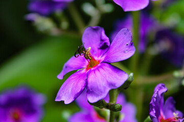 flower in the garden