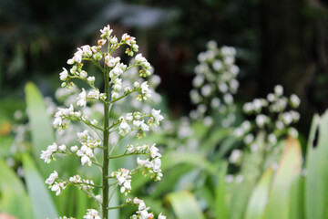 Fototapeta premium flowers in the garden