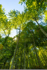 Fototapeta premium submerged black sea forests in summer. It looks great with beech trees and flowers.