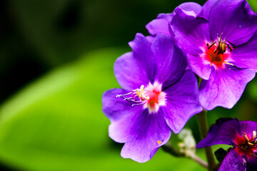 violet flower closeup