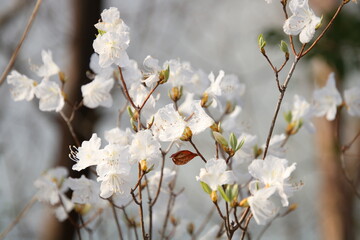 シロバナゲンカイツツジ