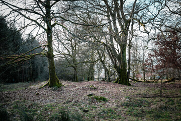 Tree trunks emerging from foliage in a clearing from a Scottish forest. 
