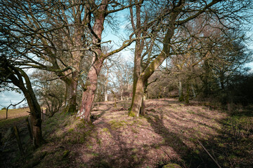 Obraz premium Tree trunks emerging from foliage in a clearing from a Scottish forest. Sunlight casting dynamic shadows as it passes through the tree trunks.