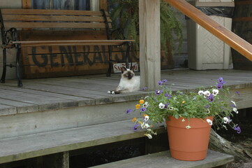 Siamese Cat on General Store Porch