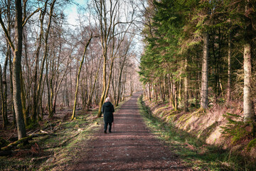 Wide path through a woodland with thick forest on the right side and a much thinner wood on the...
