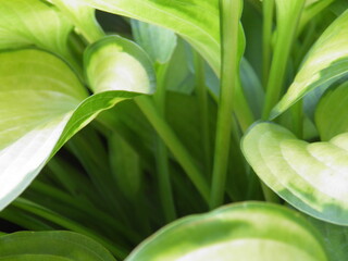 Fototapeta premium OLYMPUS DIGITAL CAMERA