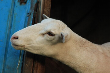 Tiere in der Natur
