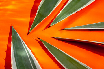 Cactus leaves with thorn on orange background 