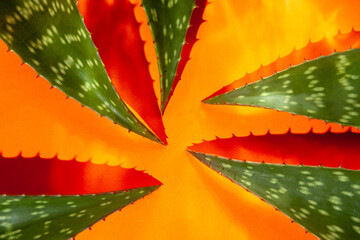 Aloe vera leaves on orange background 