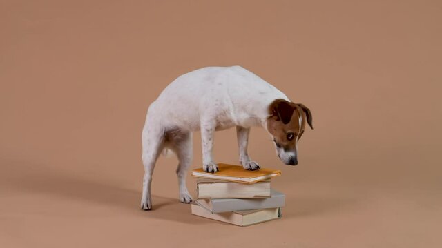 Funny Jack Russell, standing with his front paws on a stack of books, is circling around them clockwise and counterclockwise. Pet in the studio on a brown background. Slow motion. Close up.