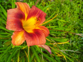 orange tiger lily